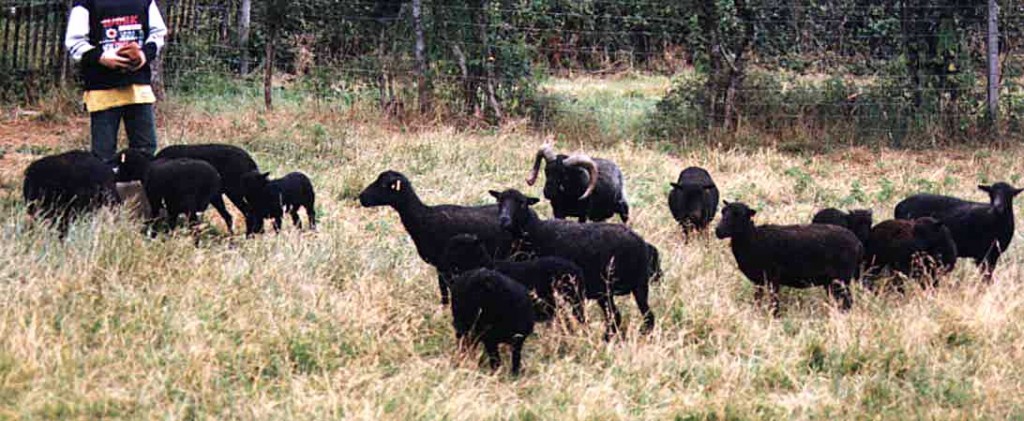 Herd of black sheep dwarf ouessant