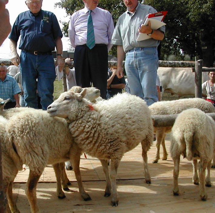 jury-concours-national-mouton-ouessant-le-dresny-2004