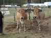 attelage-boeufs-nantais-concours-national-mouton-ouessant-2004