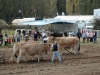 boeufs-au-labour-le-dresny-2004