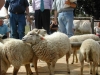 jury-concours-national-mouton-ouessant-le-dresny-2004