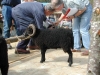 premier-prix-belier-noir-ouessant-2004