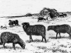 dessin-1909-acclimatation-journal-eleveursjpg