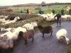marche-actuel-ile-ouessant