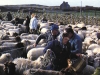 marche-ile-ouessant