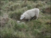 mouton-blanc-tradition-attache-encore-actualite