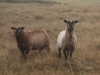 moutons-visibles-actuellement-sur-ile-ouessant