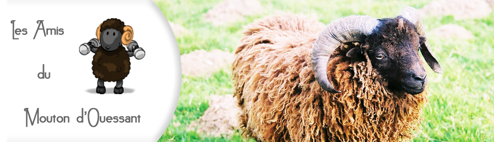 Les amis du mouton d'ouessant