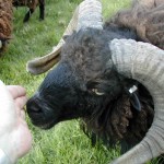 Un bélier habitué à manger dans la main