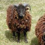 Onyx, bélier de 1 an