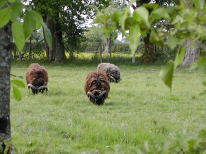 Les béliers écartés du troupeau à la période de reproduction