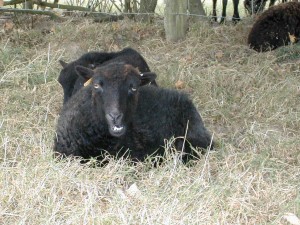 La rumination du mouton d'ouessant
