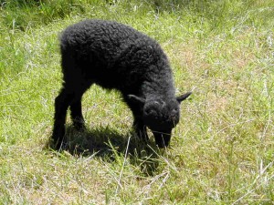 Agneau de 30 jours