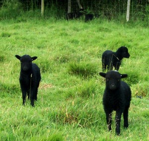 Identification des agneaux dès la naissance