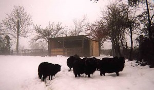 Cheptel de moutons d'Ouessant sous la neige